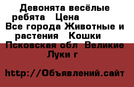 Девонята весёлые ребята › Цена ­ 25 000 - Все города Животные и растения » Кошки   . Псковская обл.,Великие Луки г.